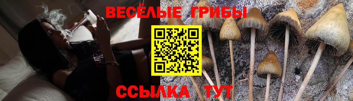 Псилоцибиновые грибы Psilocybine cubensis Черкесск